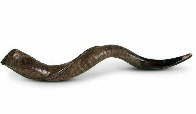 Kudu Yemenite Shofar Horn Judaica Half Polished XXL 42-44 Inch From Israel