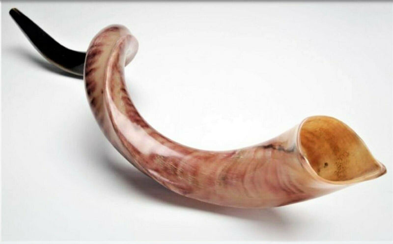 Sale For chofar Kudu Yemenite Horn Shofar 35"-39" |90-99 CM Kosher All Polished