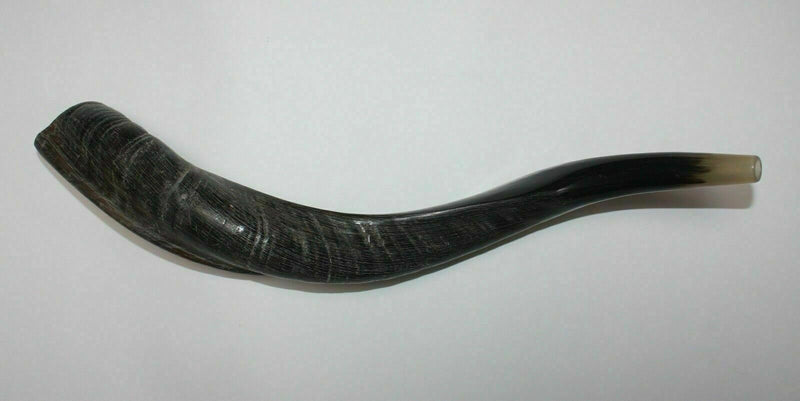 Jemenite Kudu Horn Shofar 16 '' - 19 '' New KOSHER Made in...