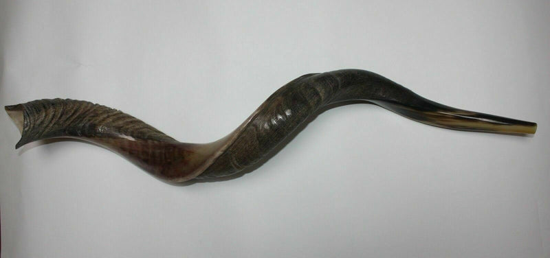 Kudu (Yemenite) Horn Shofar 24''-27'' New & KOSHER Made in Israel