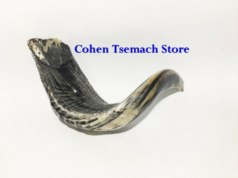 Ram SHOFAR Horn Kosher Natural 14"-16" Judaica