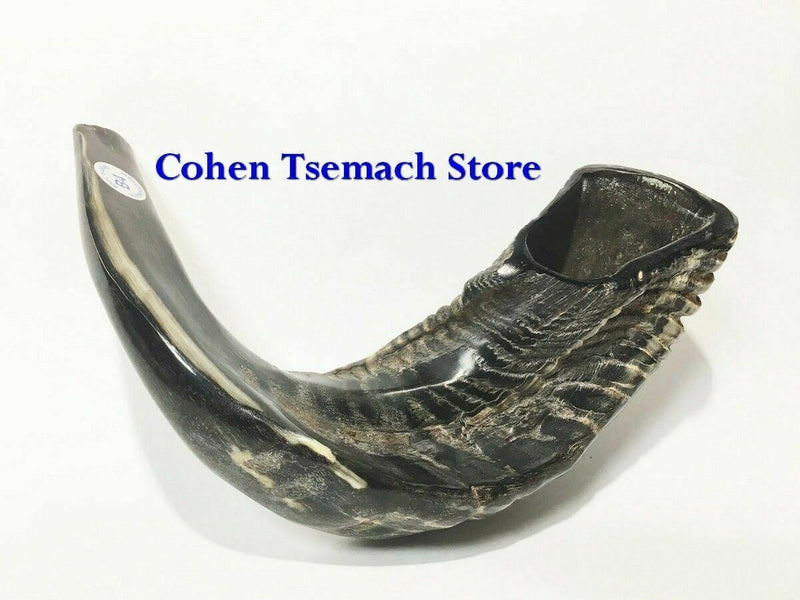 Ram SHOFAR Horn Kosher Natural 14"-16" Judaica