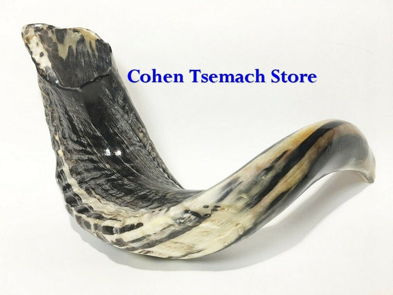 Ram SHOFAR Horn Kosher Natural 14"-16" Judaica