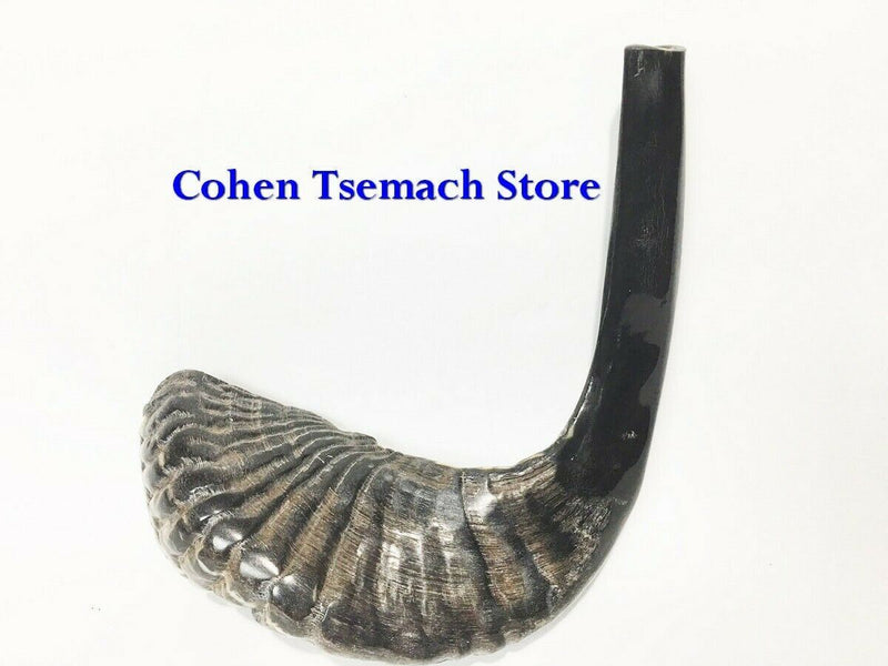 Ram SHOFAR Horn Kosher Natural 14"-16" Judaica