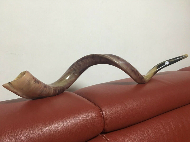 Kudu Yemenite HORN SHOFAR Kosher full Polished approx 49" judaica israel new