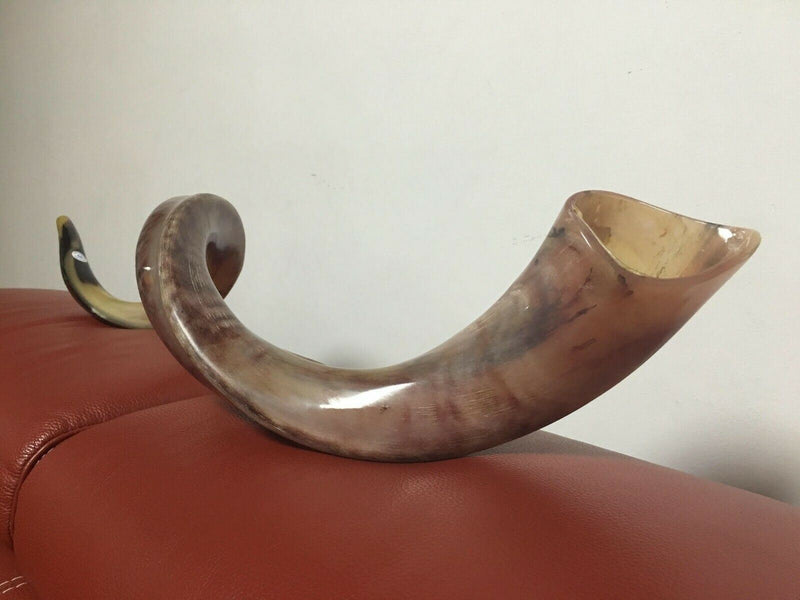 Kudu Yemenite HORN SHOFAR Kosher full Polished approx 49" judaica israel new