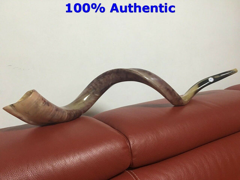 Kudu Yemenite HORN SHOFAR Kosher full Polished approx 49" judaica israel new