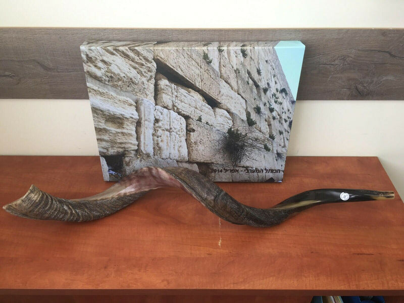 32-"34" Natural Authentic Kosher Yemenite Kudu Horn Shofar Jewish - Israel