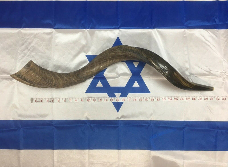 32-"34" Natural Authentic Kosher Yemenite Kudu Horn Shofar Jewish - Israel