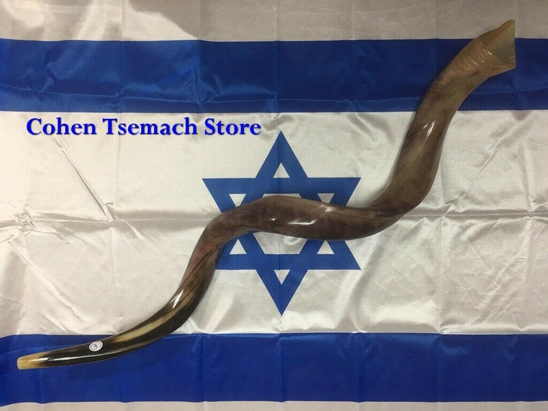 Kudu Yemenite HORN SHOFAR Kosher full Polished approx 49"judaica israel