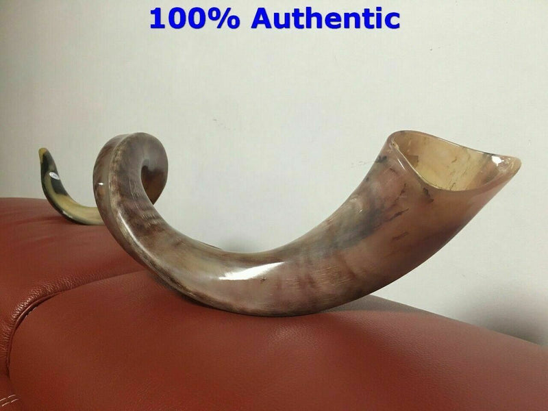 Kudu Yemenite HORN SHOFAR Kosher full Polished approx 49"judaica israel