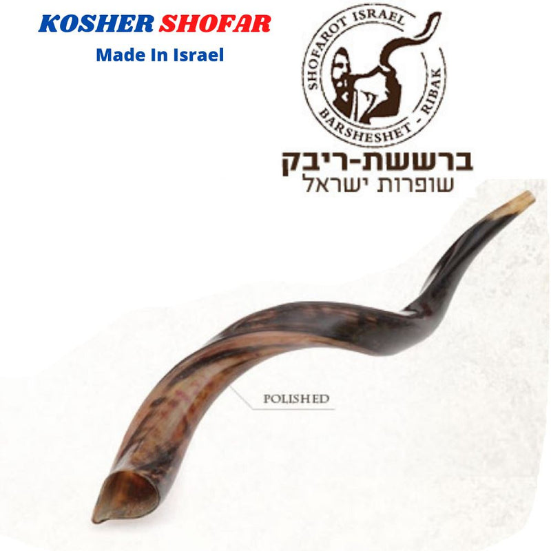 Full Polished Kosher Shofar horn Yeninite 50-60 cm Kudu Judaica from Israel gift