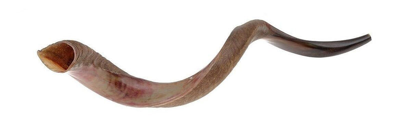 SALE Yemenite Kudu Horn Shofar 28''-31" KOSHER Made in ISRAEL ✡