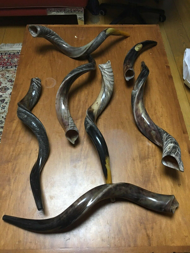 SALE Yemenite Kudu Horn Shofar 28''-31" KOSHER Made in ISRAEL ✡