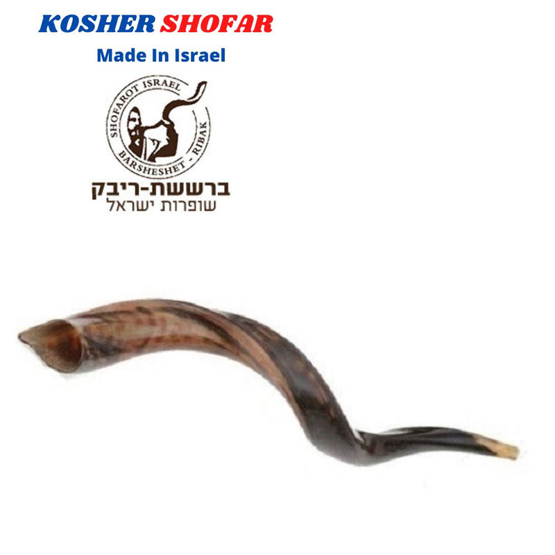 Polished Kosher Shofar horn Yeninite 50-60 cm Kudu Judaica