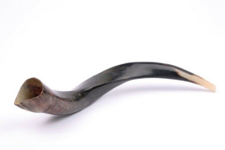 Polished Kosher Shofar horn Yeninite 50-60 cm Kudu Judaica