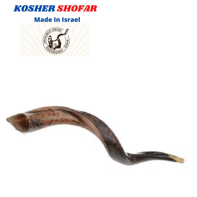 Polished Kosher Shofar horn Yeninite 50-60 cm Kudu Judaica