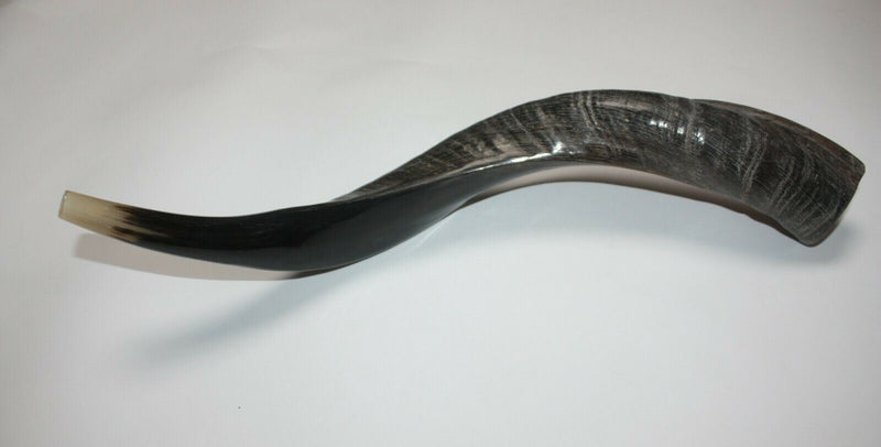 Polished Kosher Shofar horn Yeninite 50-60 cm Kudu Judaica