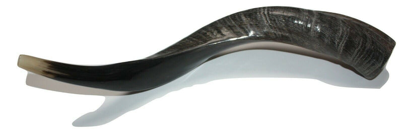 Polished Kosher Shofar horn Yeninite 50-60 cm Kudu Judaica