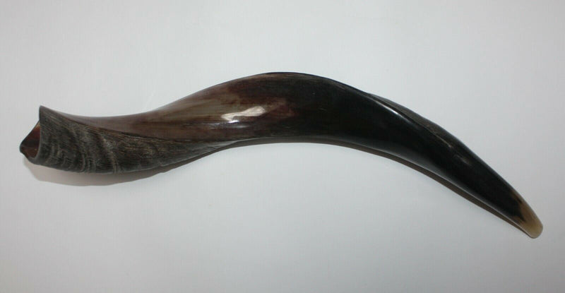 Polished Kosher Shofar horn Yeninite 50-60 cm Kudu Judaica