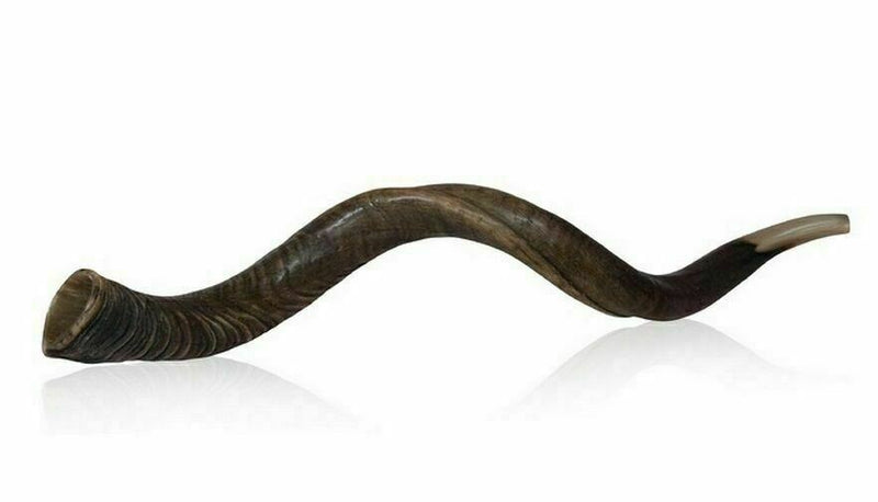 32 Natural Authentic Kosher Yemenite Kudu Horn Shofar Jewish - Israel