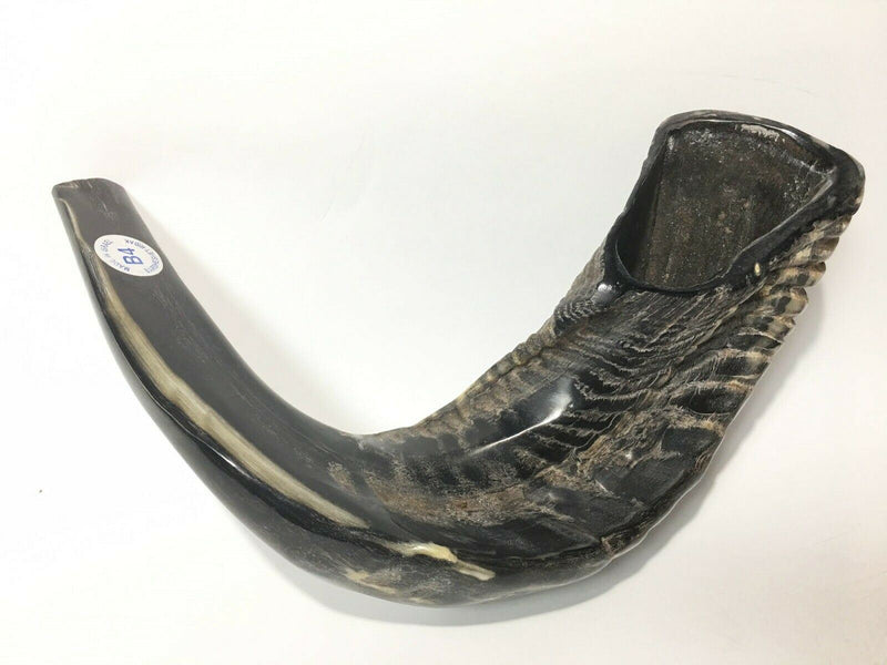 Ram SHOFAR Horn Kosher Natural 12"-14"