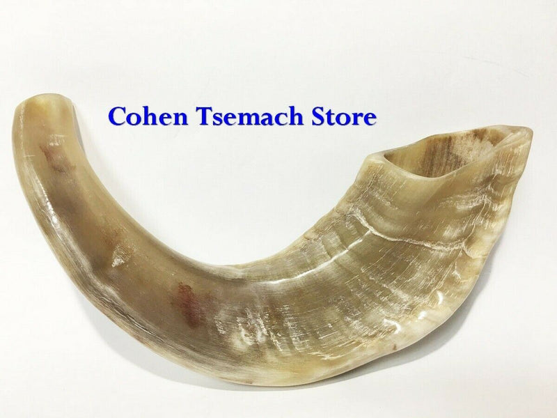 Ram SHOFAR Horn Kosher Natural 12"-14"