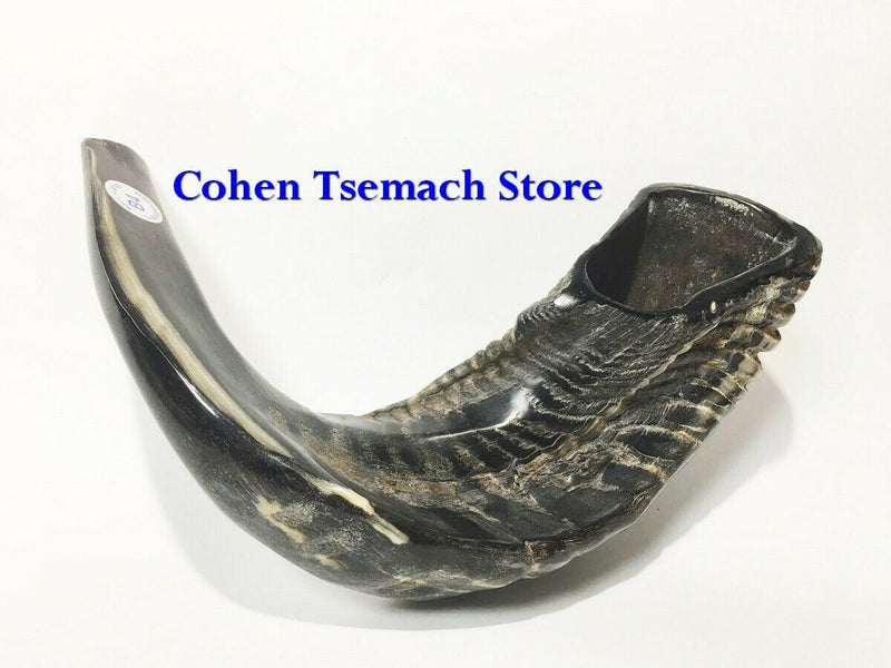 Ram SHOFAR Horn Kosher Natural 14"-16"