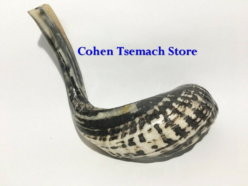 Ram SHOFAR Horn Kosher Natural 14"-16"