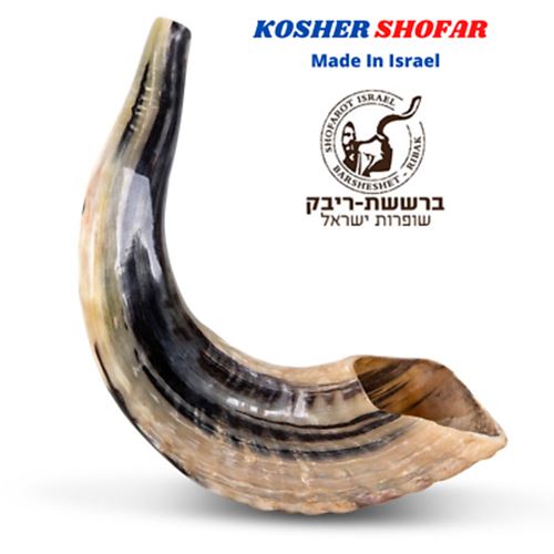 Natural Ram Horn Shofar with Curved Top and Ridges Ship From Israel judaica