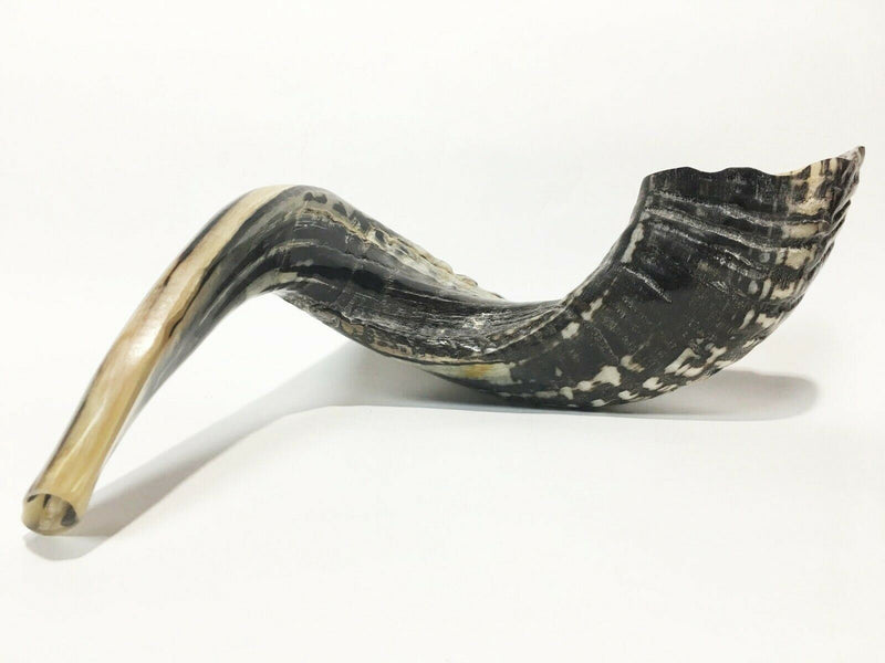 Natural Ram Horn Shofar with Curved Top and Ridges Ship From Israel judaica