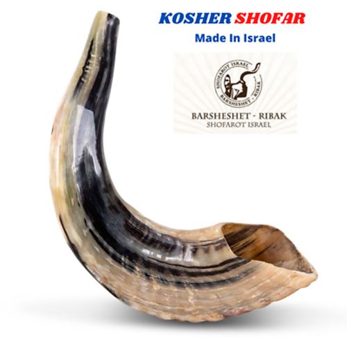 Natural Ram Horn Shofar with Curved Top and Ridges Ship From Israel judaica