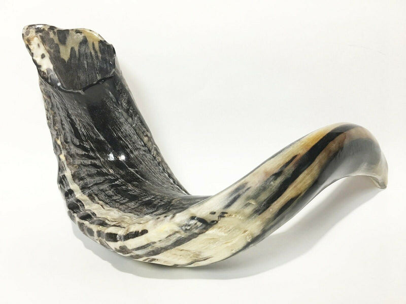 Natural Ram Horn Shofar with Curved Top and Ridges Ship From Israel judaica