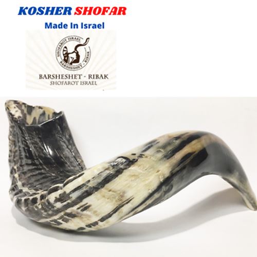 Natural Ram Horn Shofar with Curved Top and Ridges Ship From Israel judaica