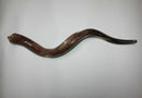 Kudu Yemenite HORN SHOFAR Kosher full Polished approx 26"-27" judaica israel