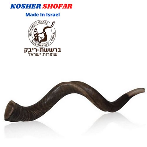 32-"34" Natural Authentic Kosher Yemenite Kudu Horn Shofar Jewish - Israel