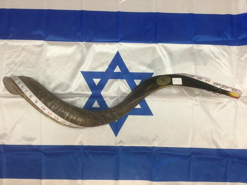 32-"34" Natural Authentic Kosher Yemenite Kudu Horn Shofar Jewish - Israel