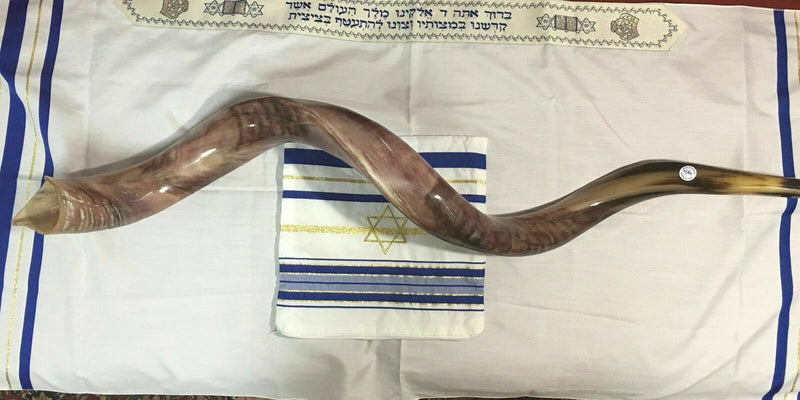 Kudu Yemenite HORN SHOFAR Kosher full Polished approx 49" judaica israel new