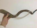 Kudu Yemenite HORN SHOFAR Kosher full Polished approx 49" judaica israel new