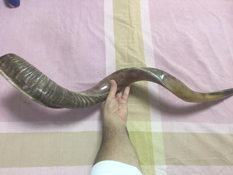 Kudu Yemenite SHOFAR Horn Kosher Half Polished Israel Judaica (39"-43")