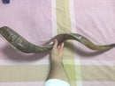 Half polished natural Judaica Kosher 60-70 cm Yeninite Kudu Shofar horn Israel