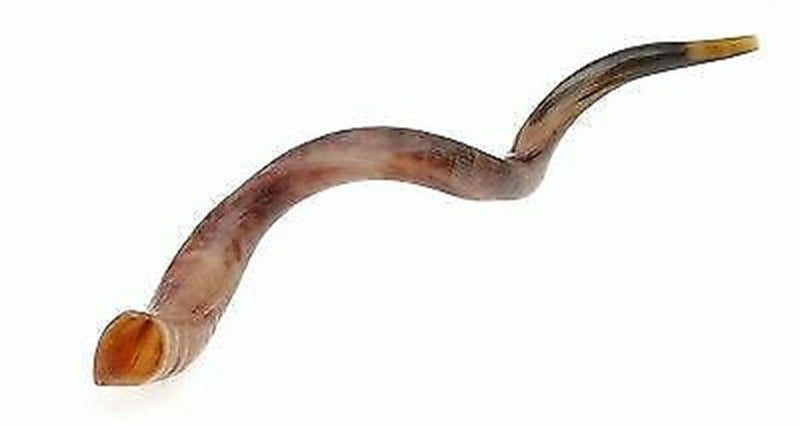 Kudu Yemenite HORN SHOFAR Kosher full Polished approx32"-34" judaica israel