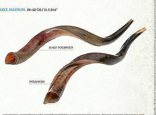 Kudu Yemenite HORN SHOFAR Kosher full Polished approx32"-34" judaica israel