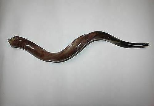 Kudu Yemenite HORN SHOFAR Kosher full Polished approx32"-34" judaica israel