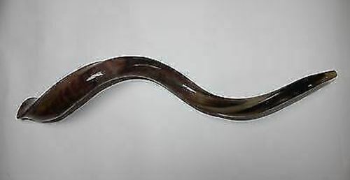 Kudu Yemenite HORN SHOFAR Kosher full Polished approx32"-34" judaica israel