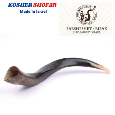 Full Polished Kosher Shofar horn Yeninite 50-60 cm Kudu Judaica from Israel gift