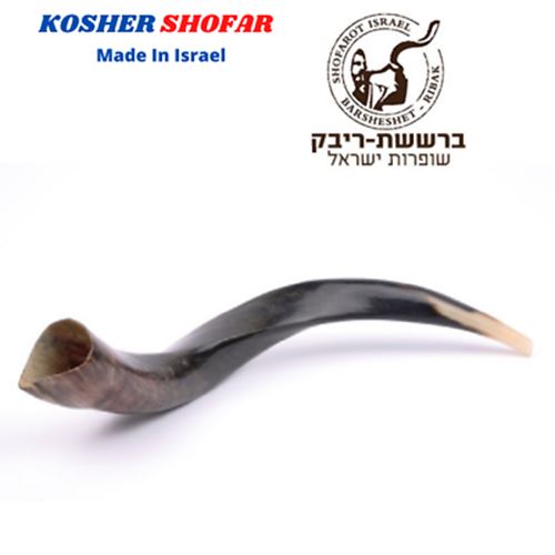 Full Polished Kosher Shofar horn Yeninite 50-60 cm Kudu Judaica from Israel gift