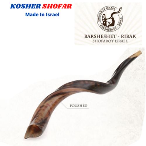 Full Polished Kosher Shofar horn Yeninite 50-60 cm Kudu Judaica from Israel gift