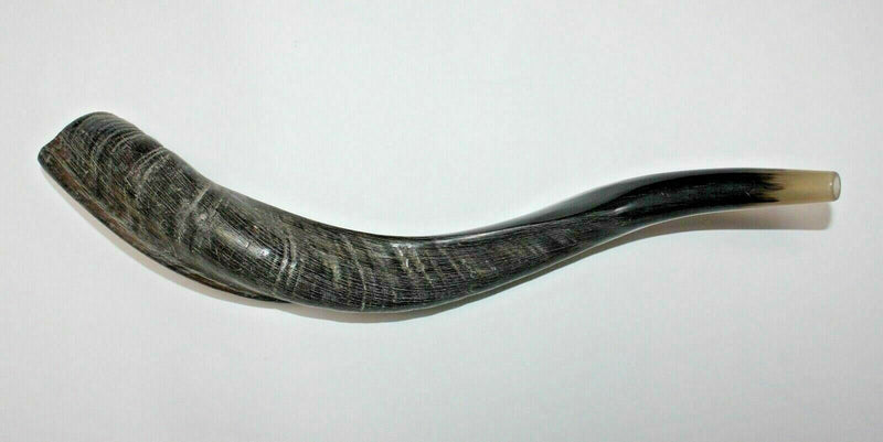 Yemenite Kudu Horn Shofar 20''-22'' New KOSHER Made in ISRAEL