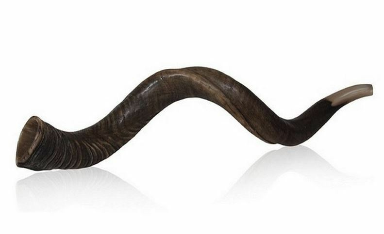 Natural 70-80 cm Kosher Shofar horn Yeninite Kudu gift Judaica from Israel